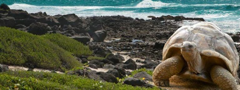 Singles a Islas Galápagos