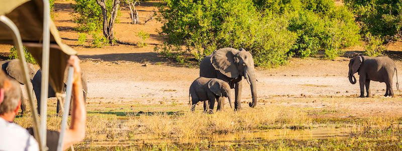 Safari Africa