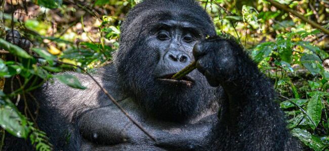 Uganda 650x300 Viajar Solo