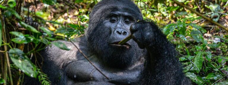 Uganda