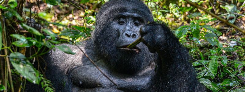 Uganda