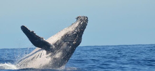 Ballena Jorobada 650x300 Viajar Solo