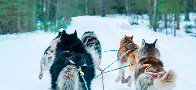 Viajar Solo en Grupo Lofoten – Auroras y Trineo Perros 650x300 Viajes Singles en Diciembre 2026