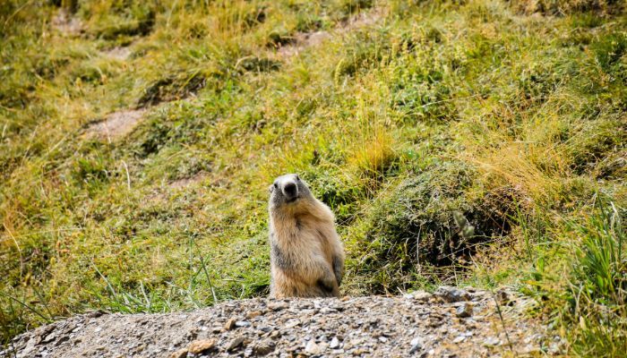 Marmota en libertad en montanas de Andorra Verano monoparental con adolescentes en Andorra