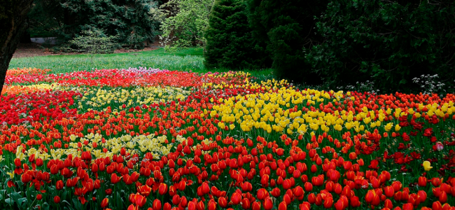 Keukenhof2 650x300 Viajar Solo