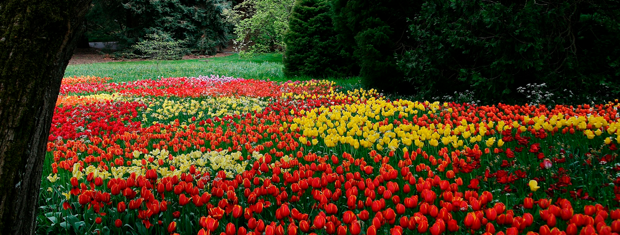 Paisaje de tulipanes en flor durante un viaje en grupo a Keukenhof en primavera.