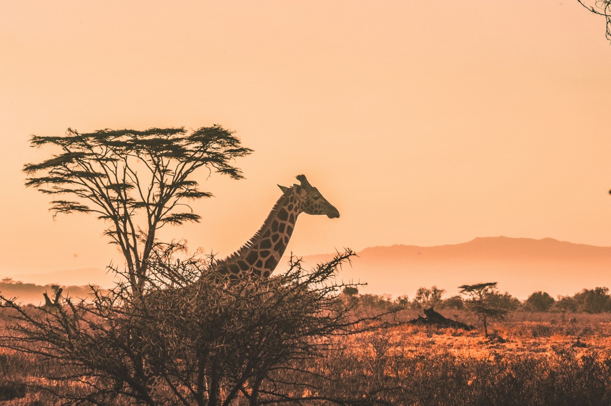 Safari en Kenia: Viajar solo en Fin de Año con grupo y guía en español